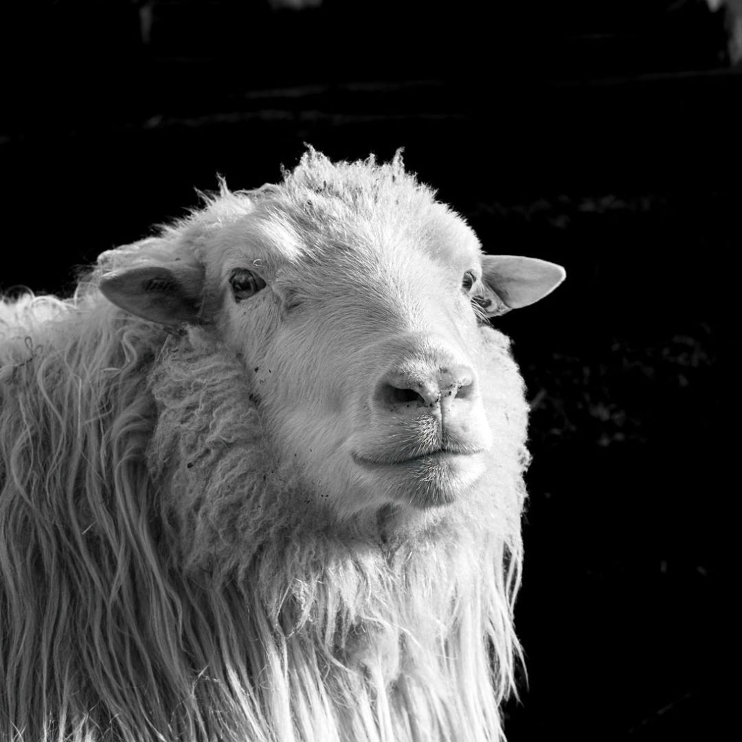Personal Work, Sheep Portrait, Sheep photography, Sheep fine art photography, sheep decoration, Schaf Wandbilder, Schaf Wanddeko