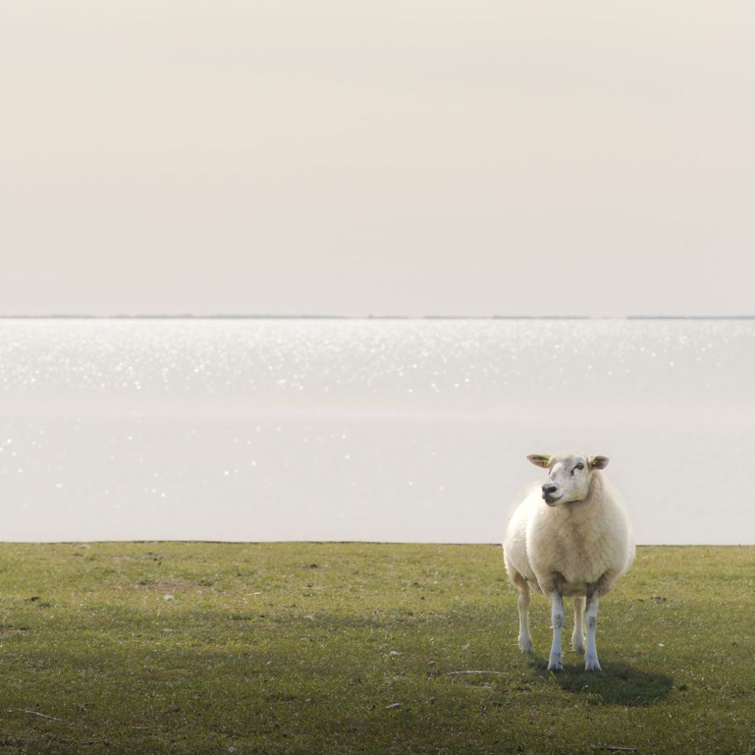 Sheep-Wall-Art-Art-Friends-Boutique-29 Schaff auf Sylt, sheep on Sylt island, Nordsee Fotografie, North sea picture