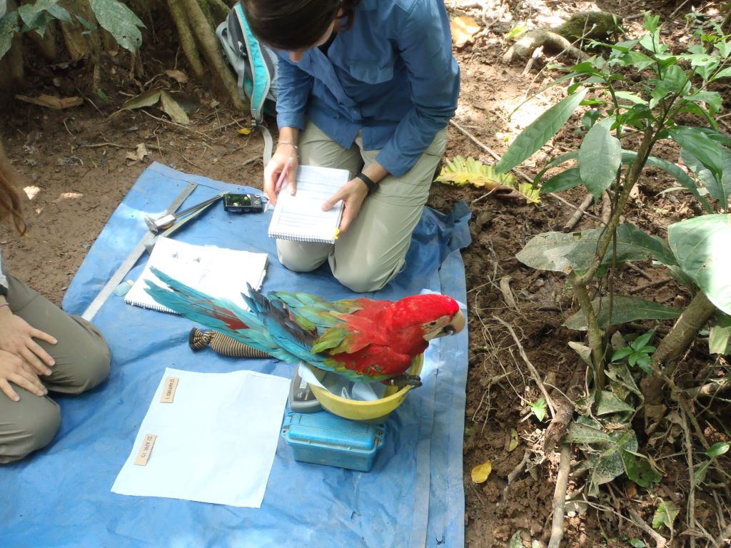 Tambopata Research Center Amazon Peru