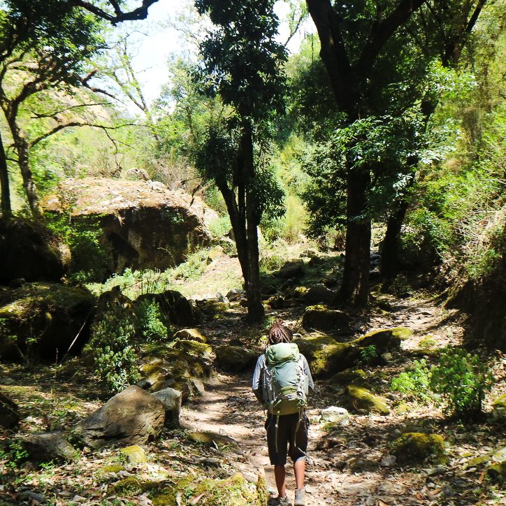 Joshua walking through the forest