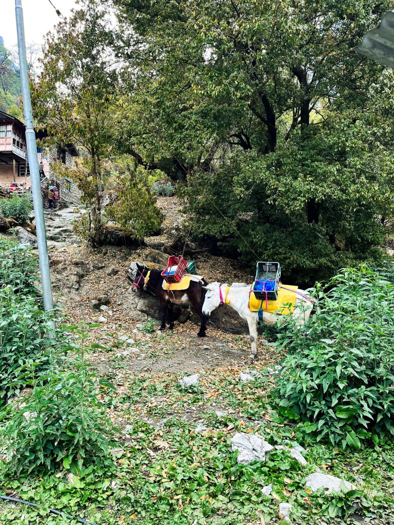 Packing Mules at Lama Hotel, with crates on their backs.