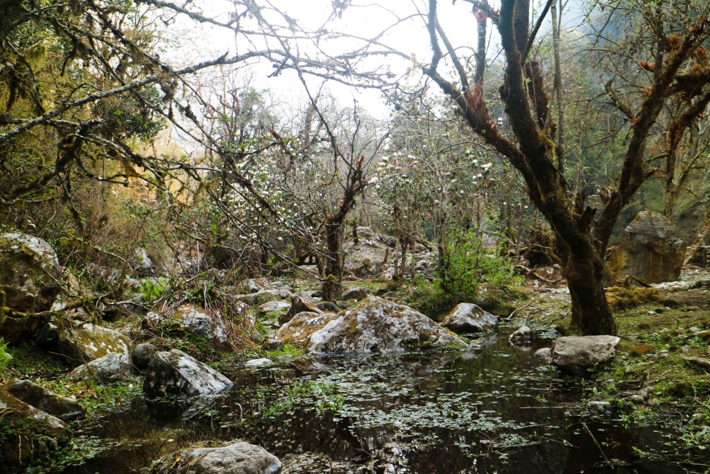 Pond with Rhododendrons in Langtang