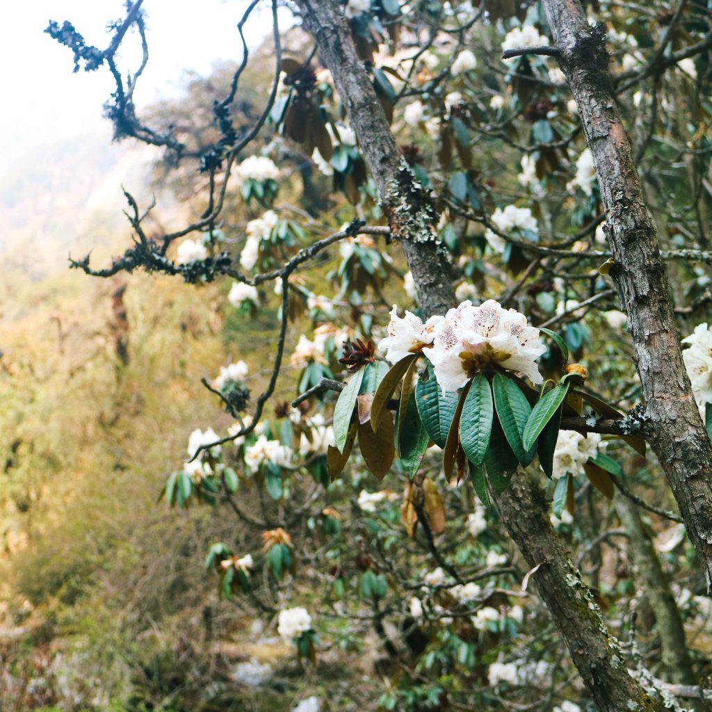 Rhododendron flowers, Langtang Valley Trek