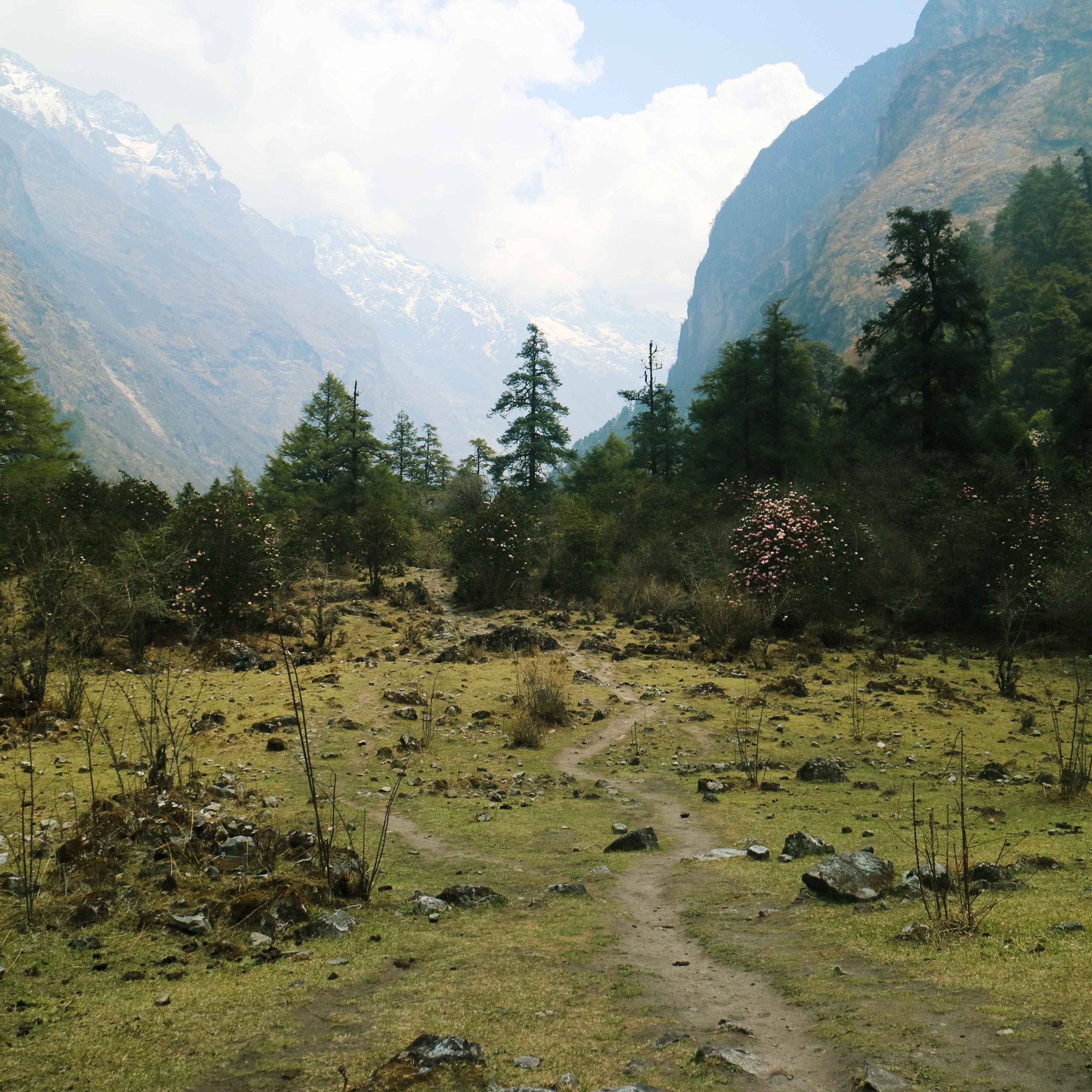 Plain in rhododendron forest, Langtang Valley Trek