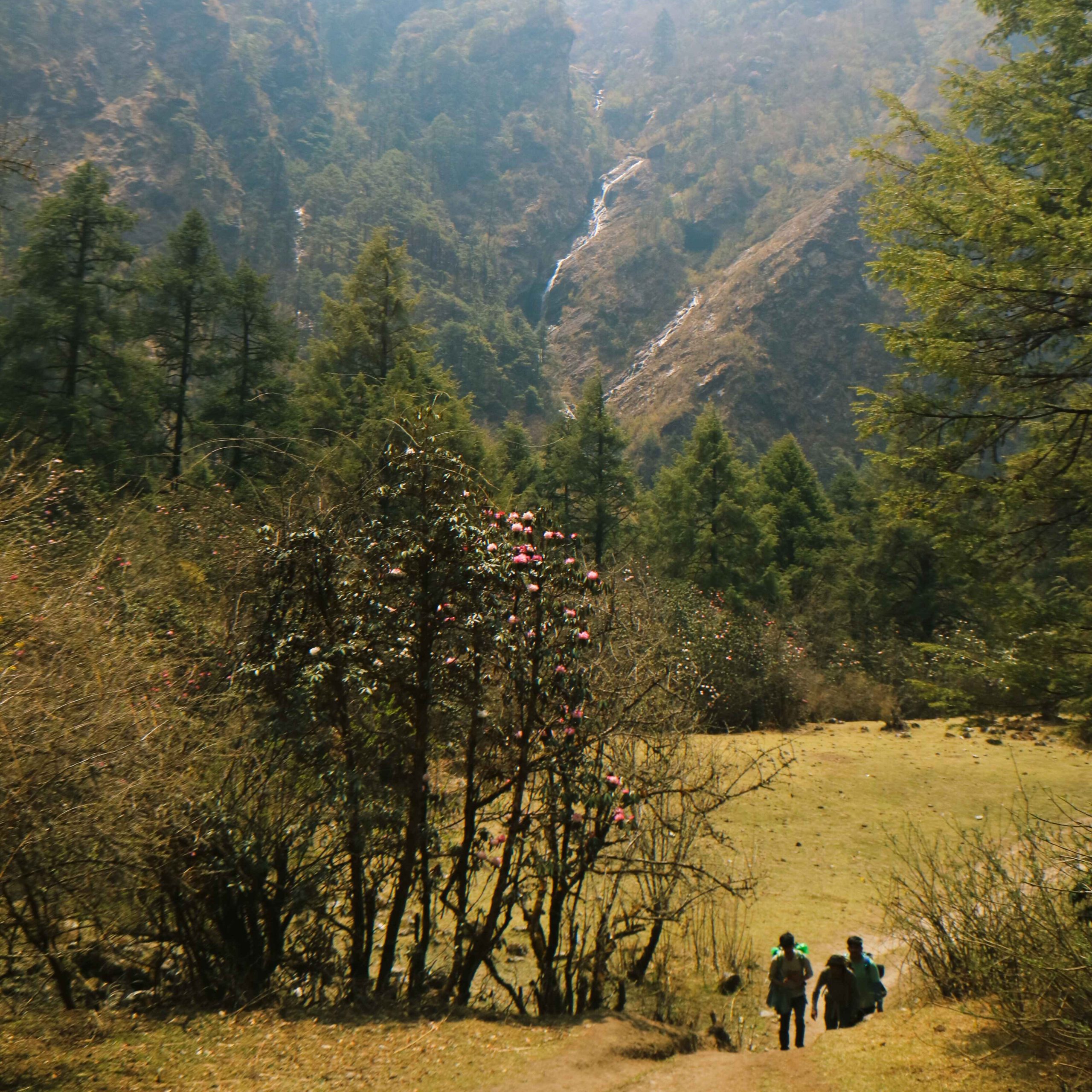 Waterfall and rhododendron Langtang Valley Trek