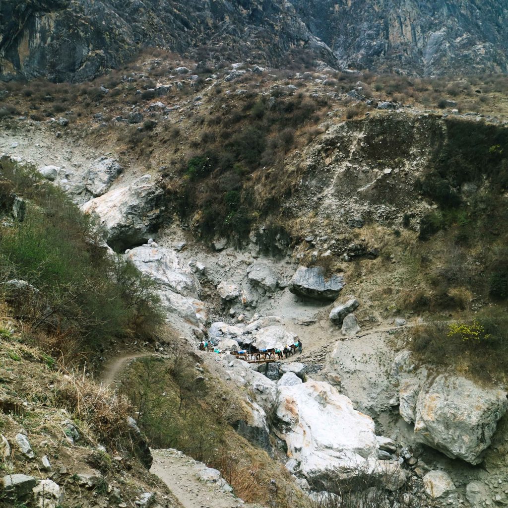 A pack of mules crossing a bridge on the Langtang Valley trek