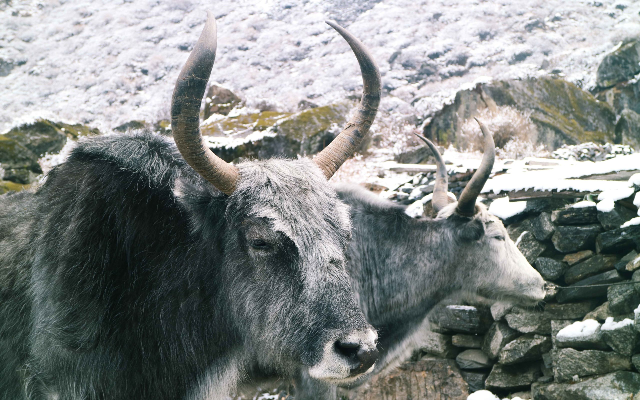 Two yak outside of Langtang Village