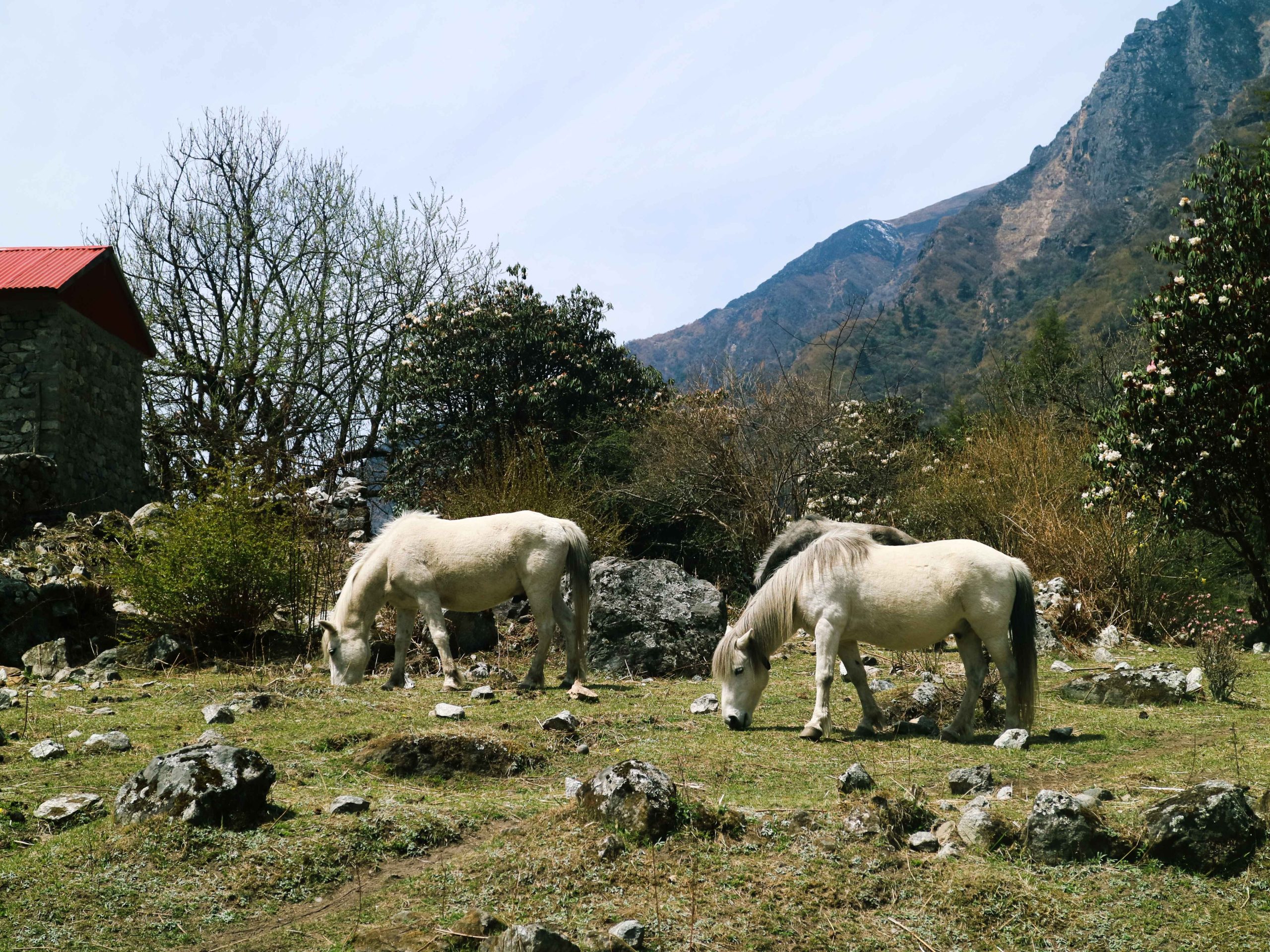 Horses on the Langtang Valley Trek