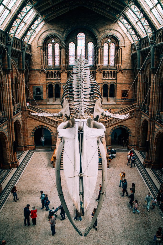 Whale skeleton entrance hall National History Museum, London United Kingdom