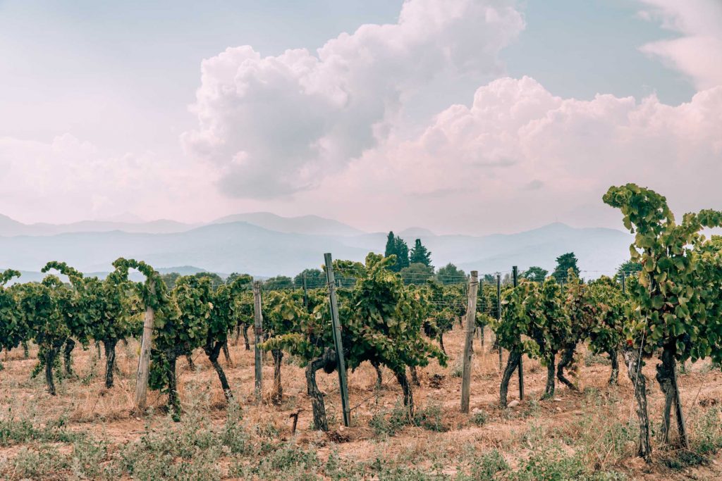The Ultimate Corsica Wine Tasting Guide & Its 9 Regions The Ultimate Corsica Wine Tasting Guide