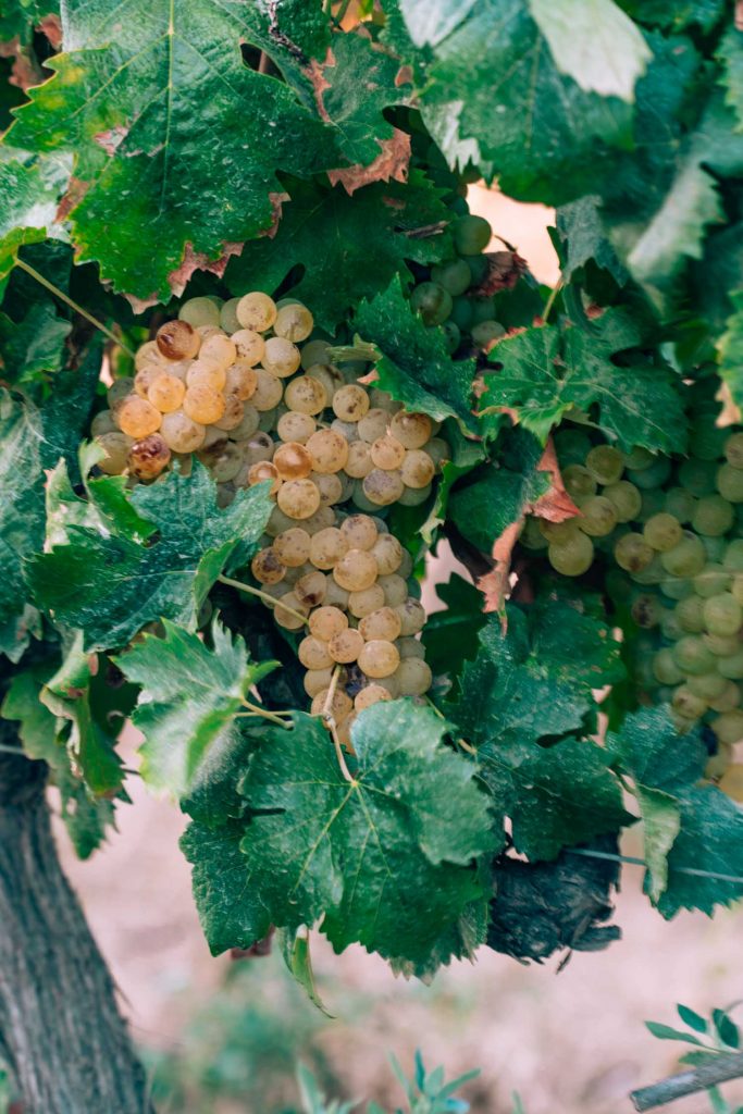 The Ultimate Corsica Wine Tasting Guide & Its 9 Regions The Ultimate Corsica Wine Tasting Guide
