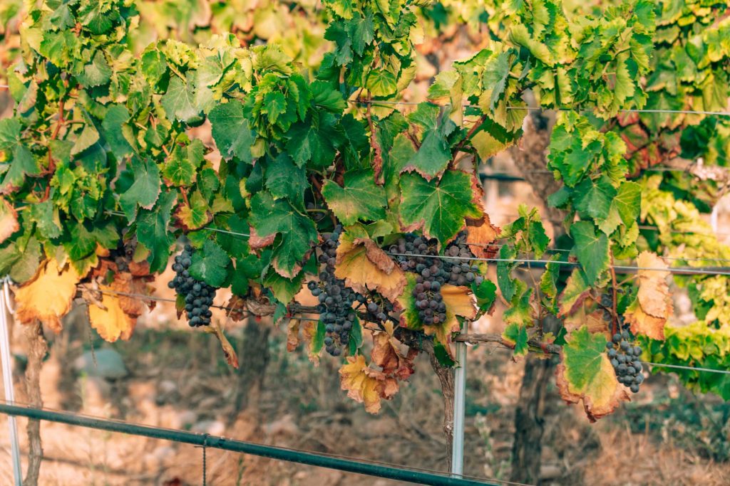 The Ultimate Corsica Wine Tasting Guide & Its 9 Regions The Ultimate Corsica Wine Tasting Guide