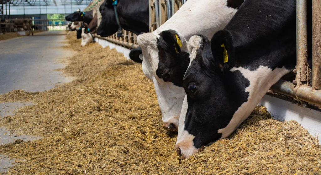 Two cows eating grass