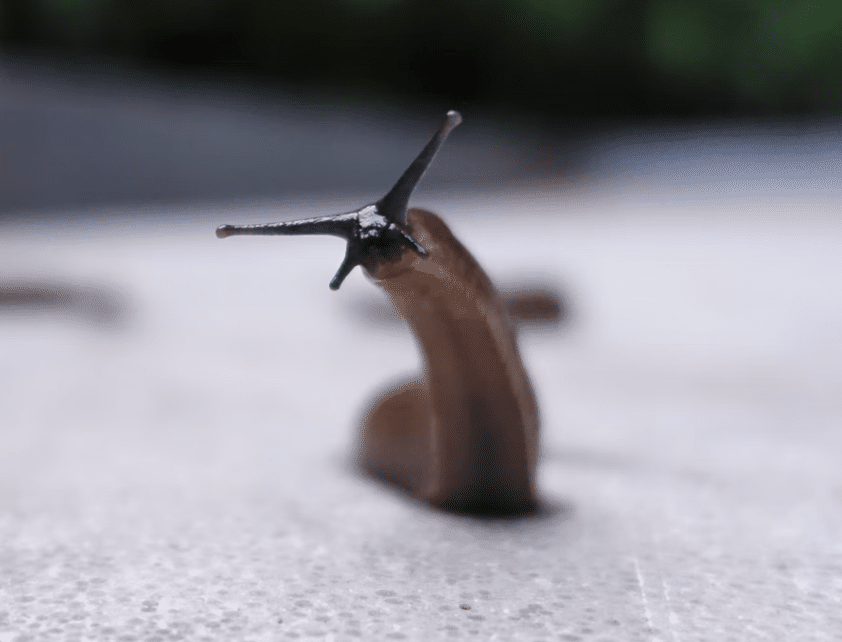 Close-up of a slug