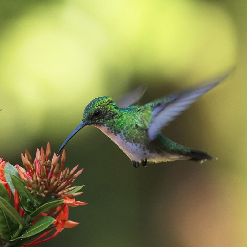 The legend of the hummingbird – Anais & Jean-Baptiste