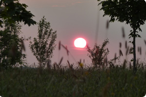 Westall Park Sunset