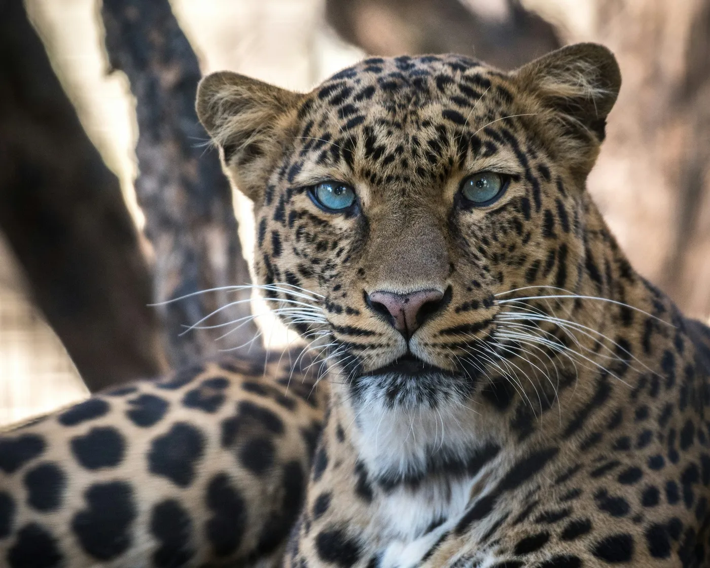 Leopard als Symbol für Instinkt und Körperweisheit