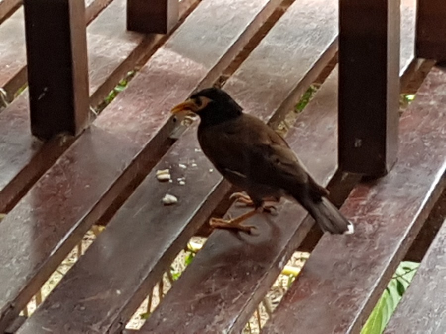 Frukostgäst...