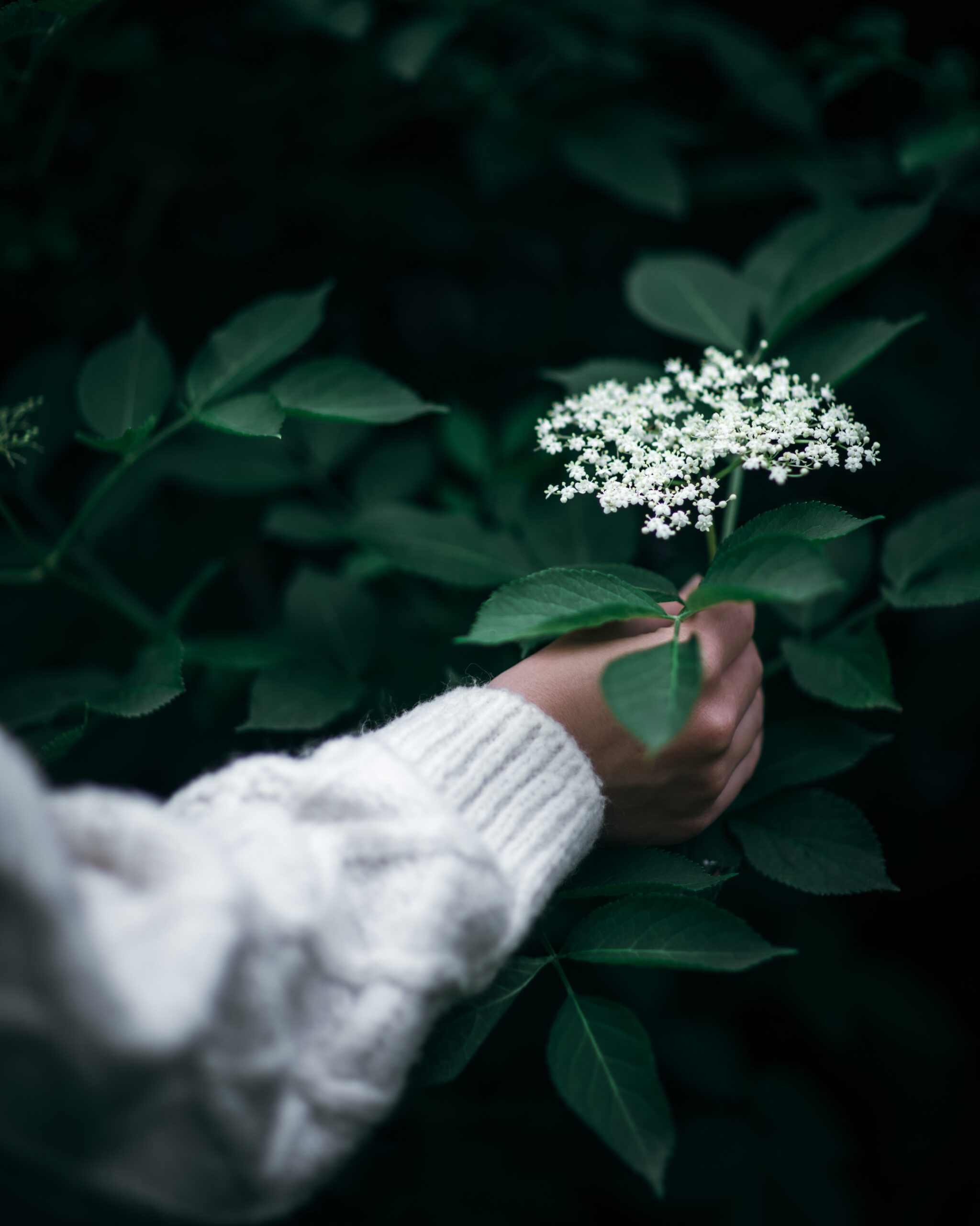 Magical white currant