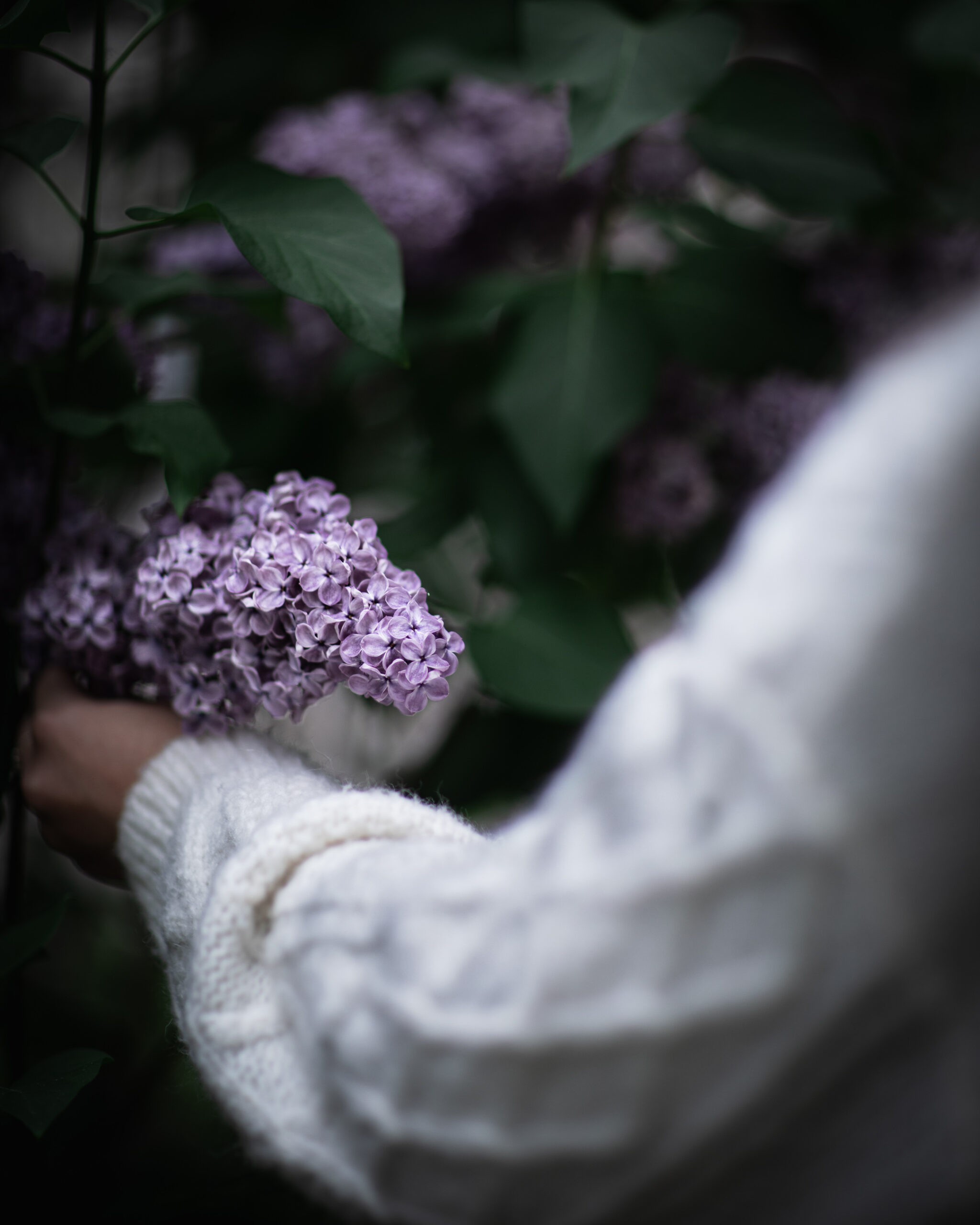 Lilac season is coming, here are some quick tips about the flower. – Just  Bee Cosmetics