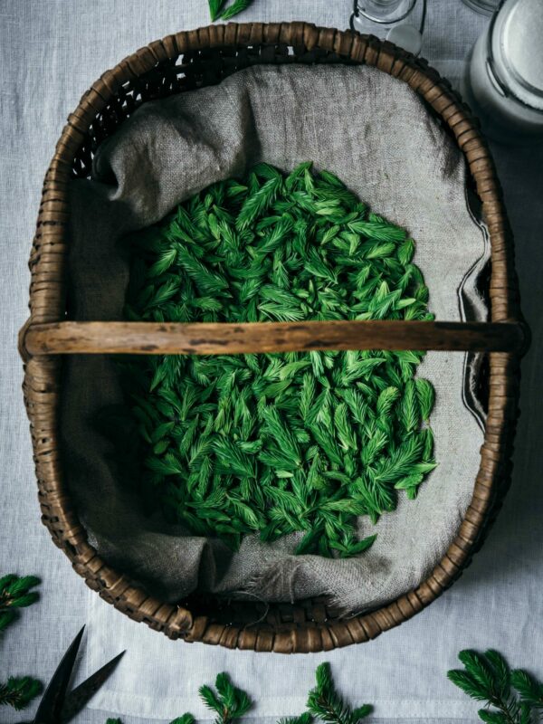 Spruce tips in a basket ready for making syrup