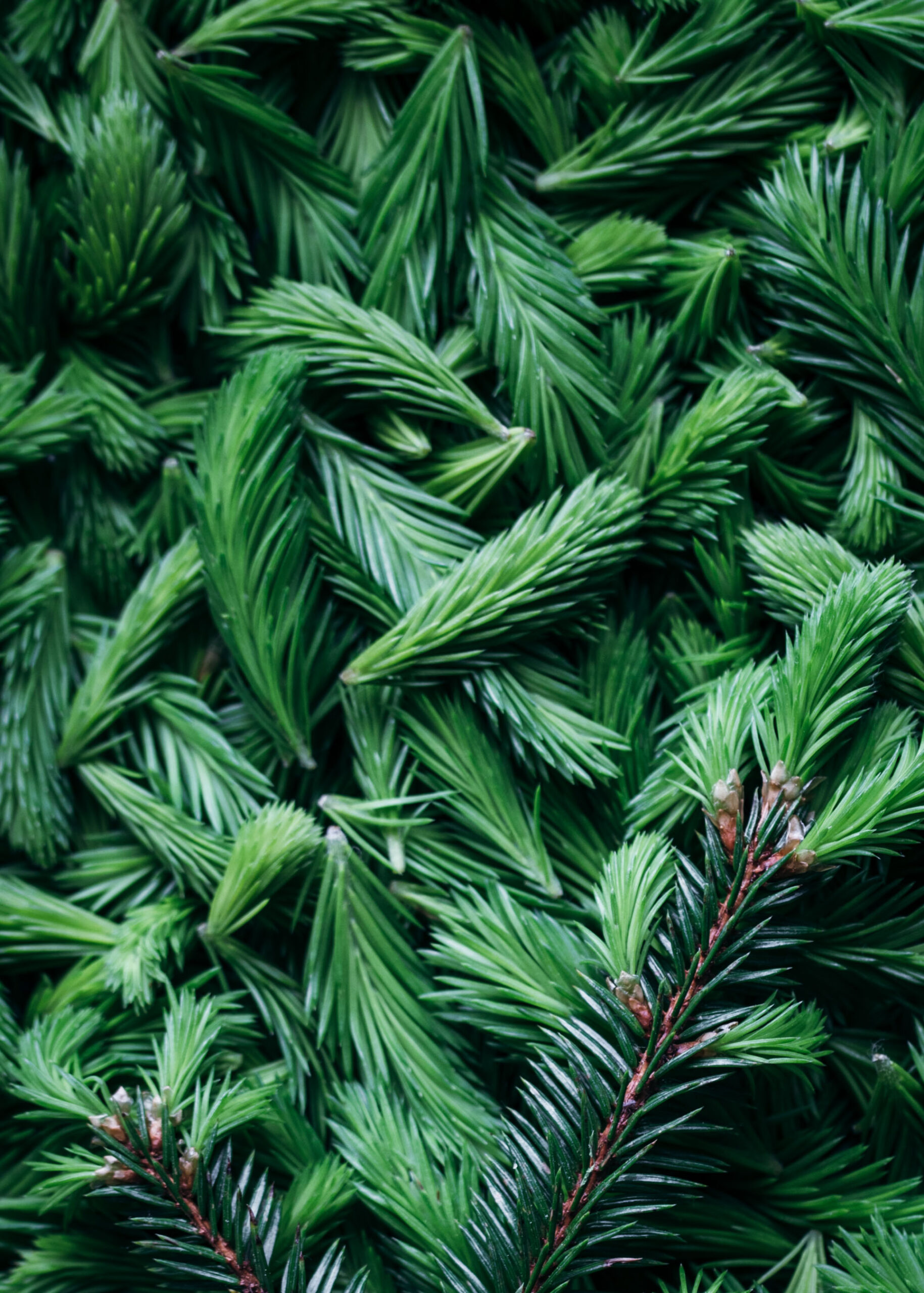 Spruce tips flat lay close up macro