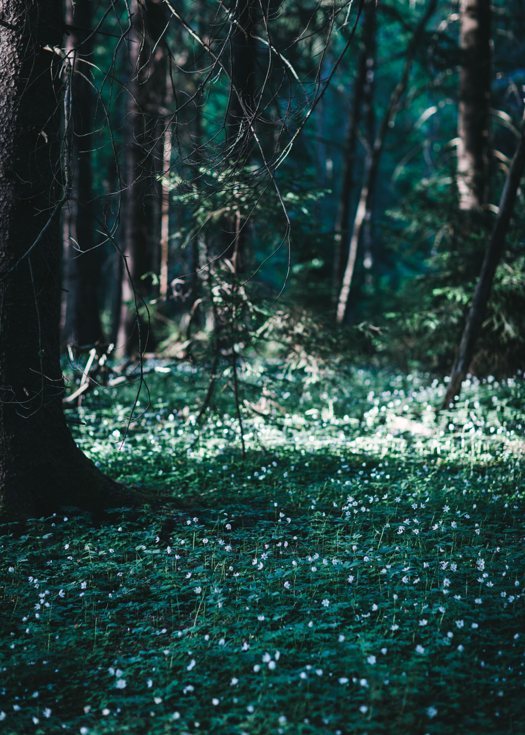 Wood anemone in the forest, hvitveis i skogen