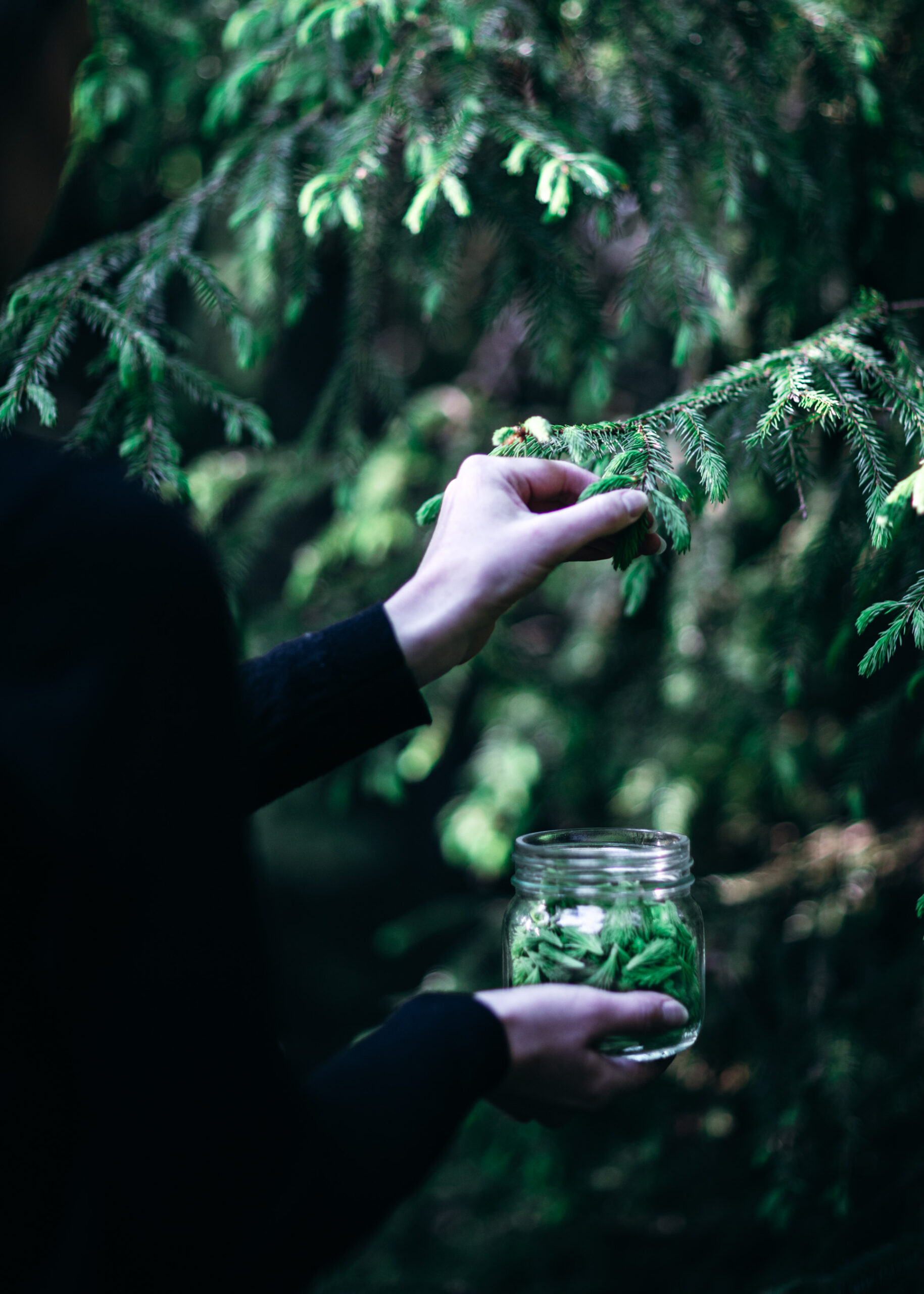 Foraging Spruce tips in the forest