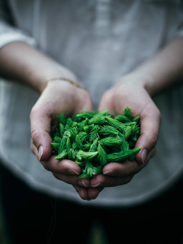 Holding foraged spruce tips in hands