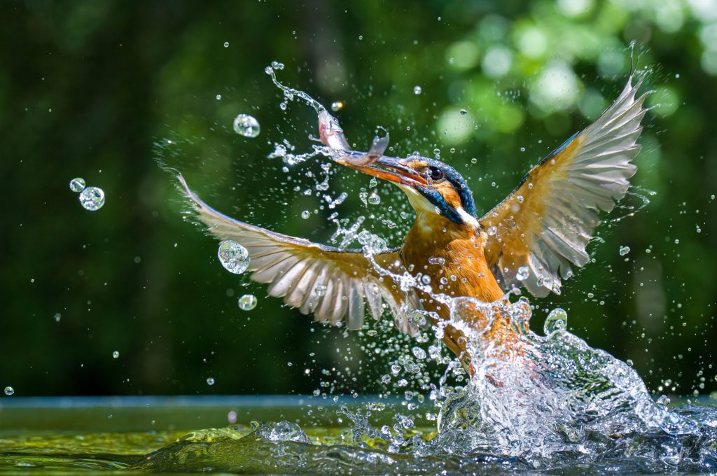 A closeup shot of a Kingfisher (Alcedinidae) hunting in the water splashing it around
