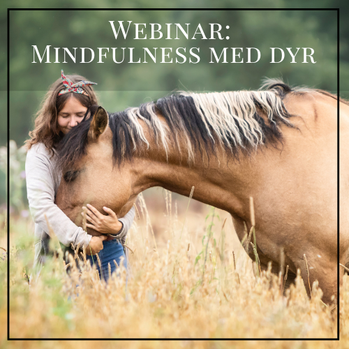 Webinar: Mindfulness med dyr