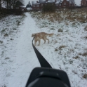 Paddy In The Snow