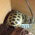 Oscar The Tortoise