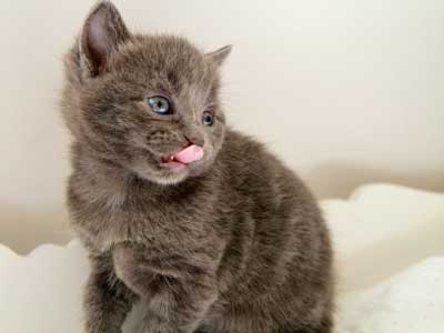 Cat With A Furball Image