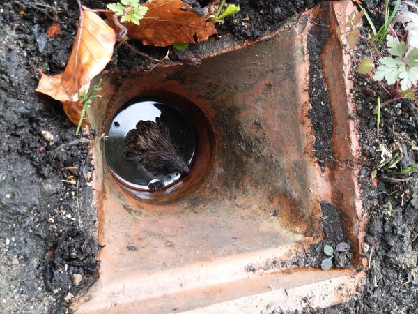 Harry The Hedgehog Stuck Down A Drain Pipe Image