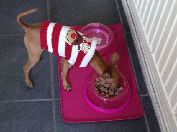 Keeping Your Pets Safe In The Cold Image