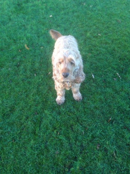 Bobby @ Home Dog Boarding In Macclesfield Image