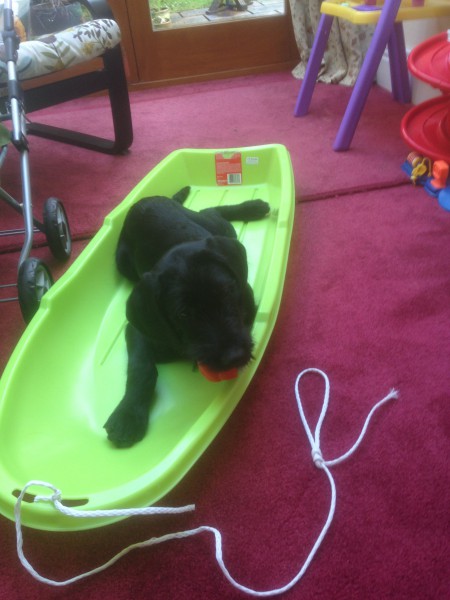 Ness - Home Dog Boarding Macclesfield Image