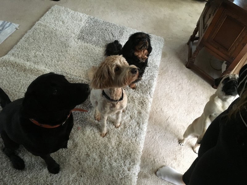 Home Dog Boarding Wilmslow - Amber, Betty, Tora & Roxy Pic