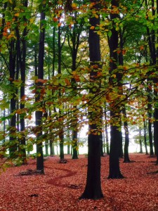 Anloozuid urnenveld