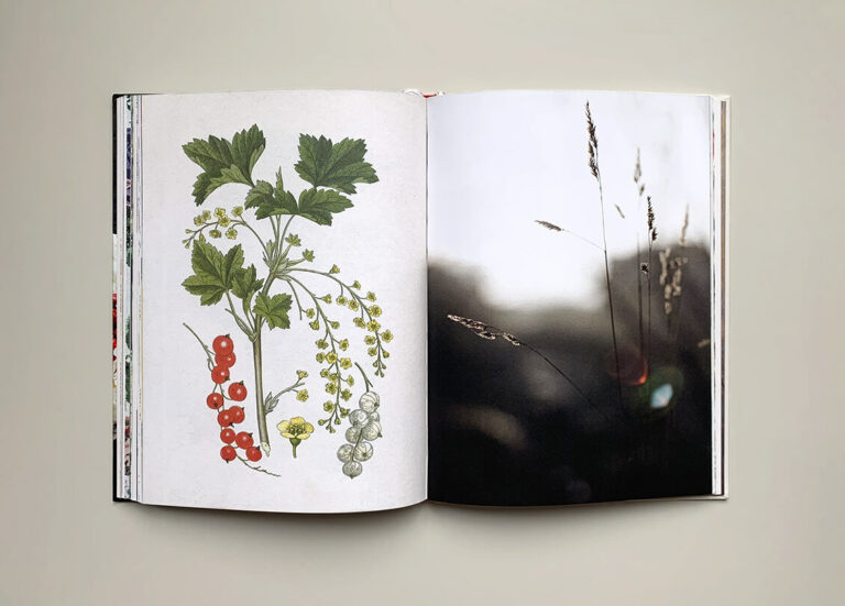 Uppslag med illustration av röda vinbär och foto av grässtrån i boken "Green sweets and treats"