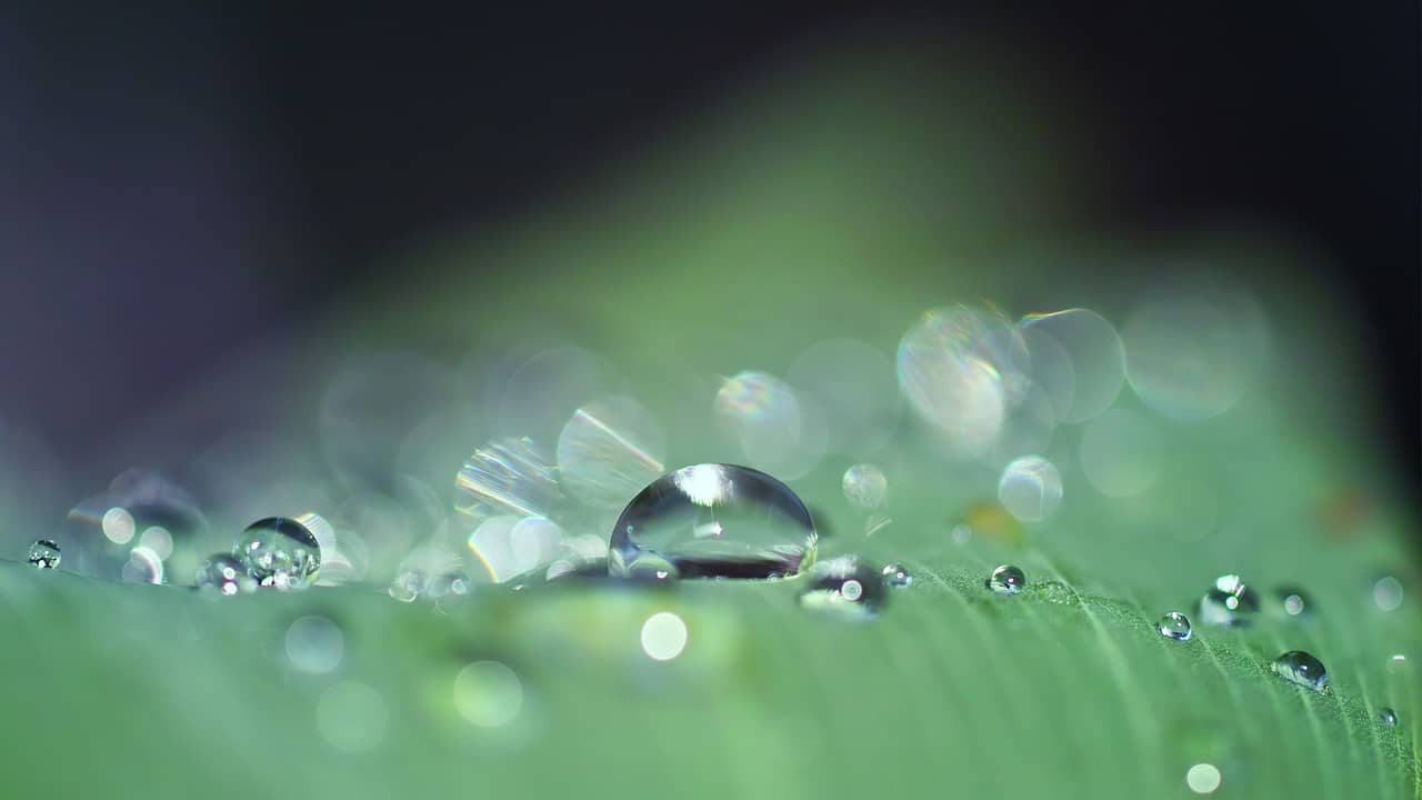 dewdrops