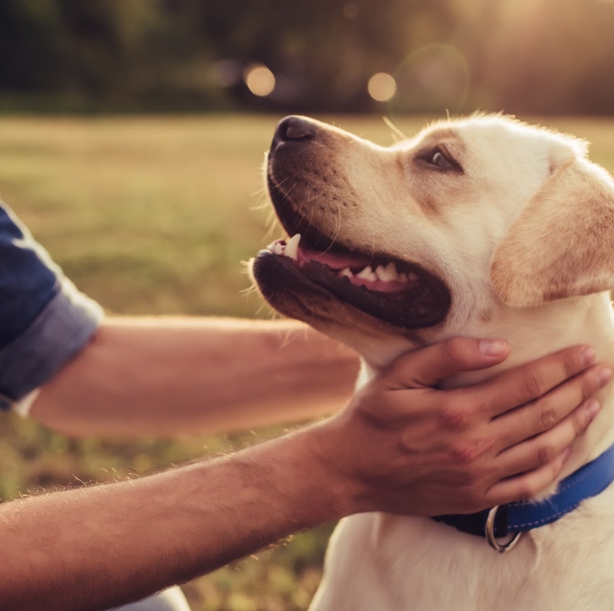 Training Annemarie Albersen | Voor hond en gedrag