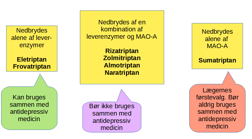 Triptaner nedbrydes af forskellige enzymer