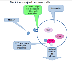 Medicinens vej ind i levercellerne