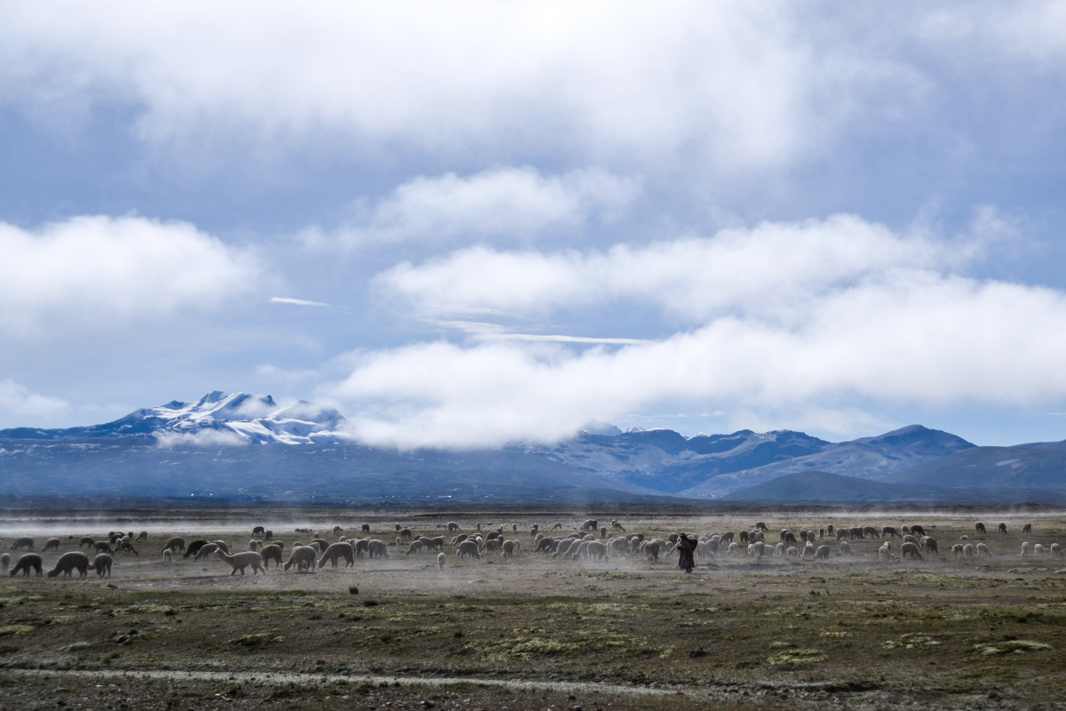 Bolivia – Landscape herder with alpacas– 1200px