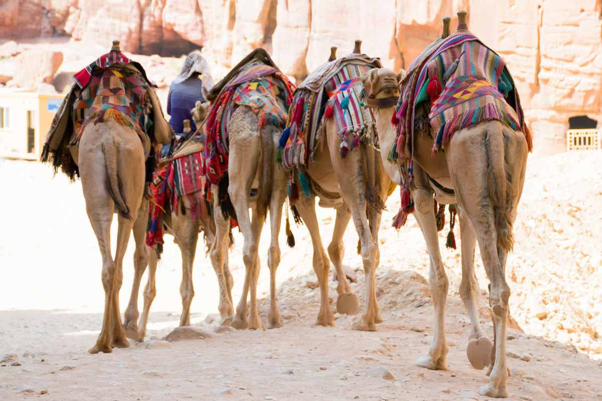 Israel – Camel backs Jordan Petra- 1200px