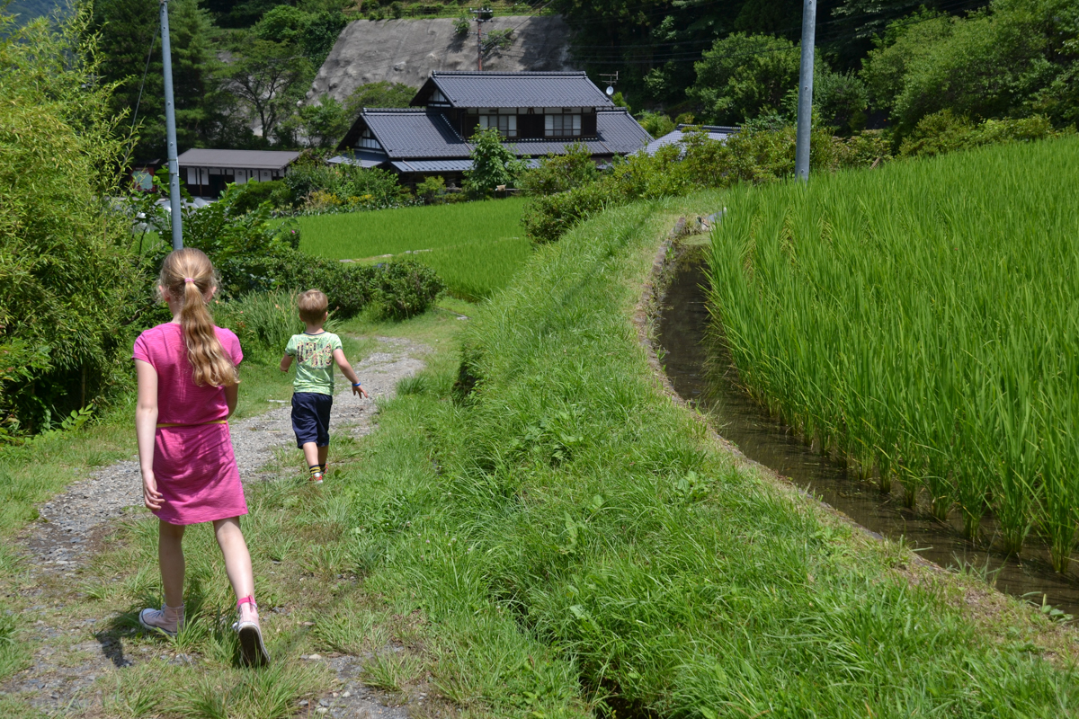 Japan – Children in green ricefields