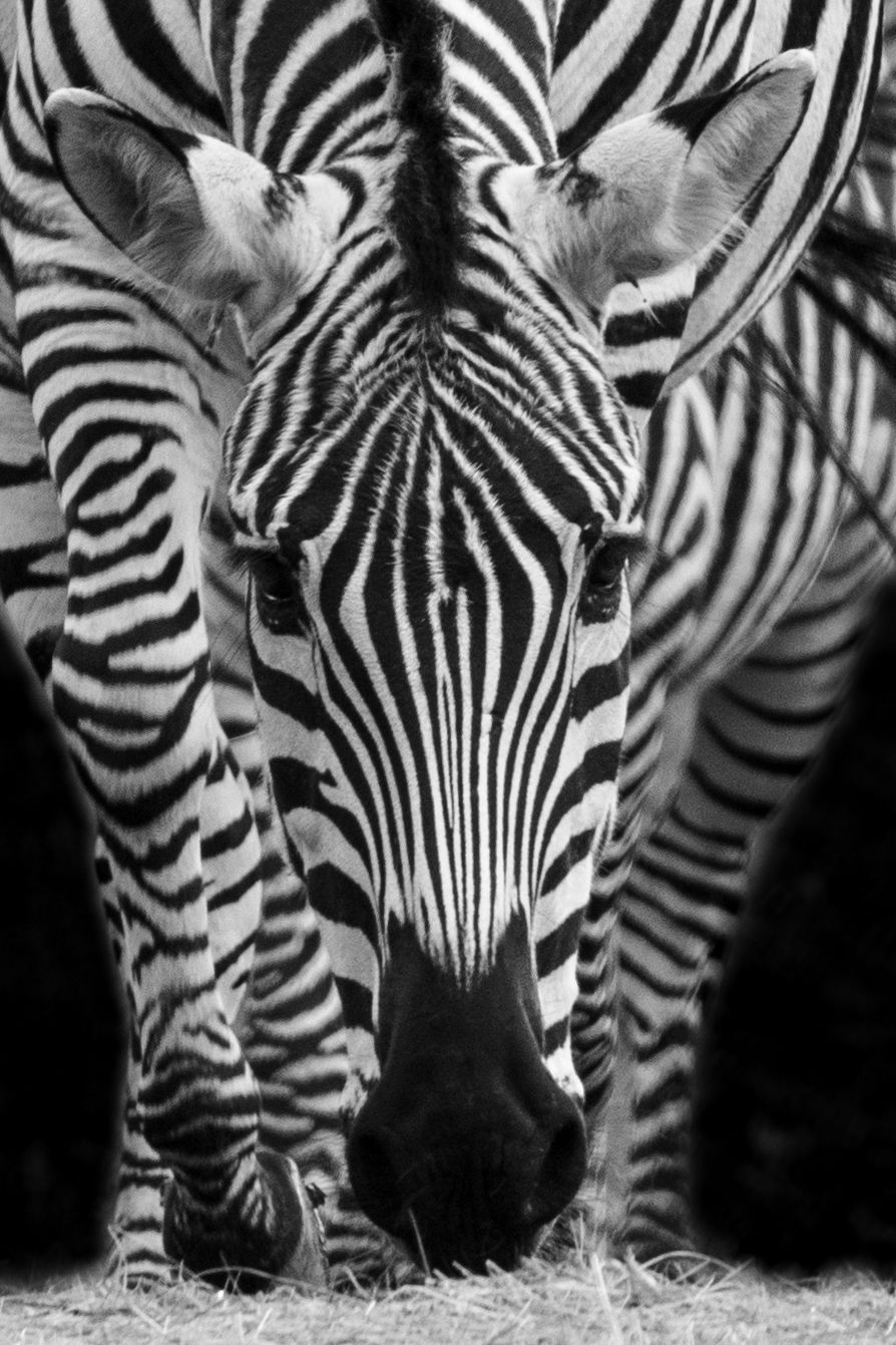 Zwart-wit zebra kop-2661