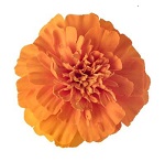 Calendula